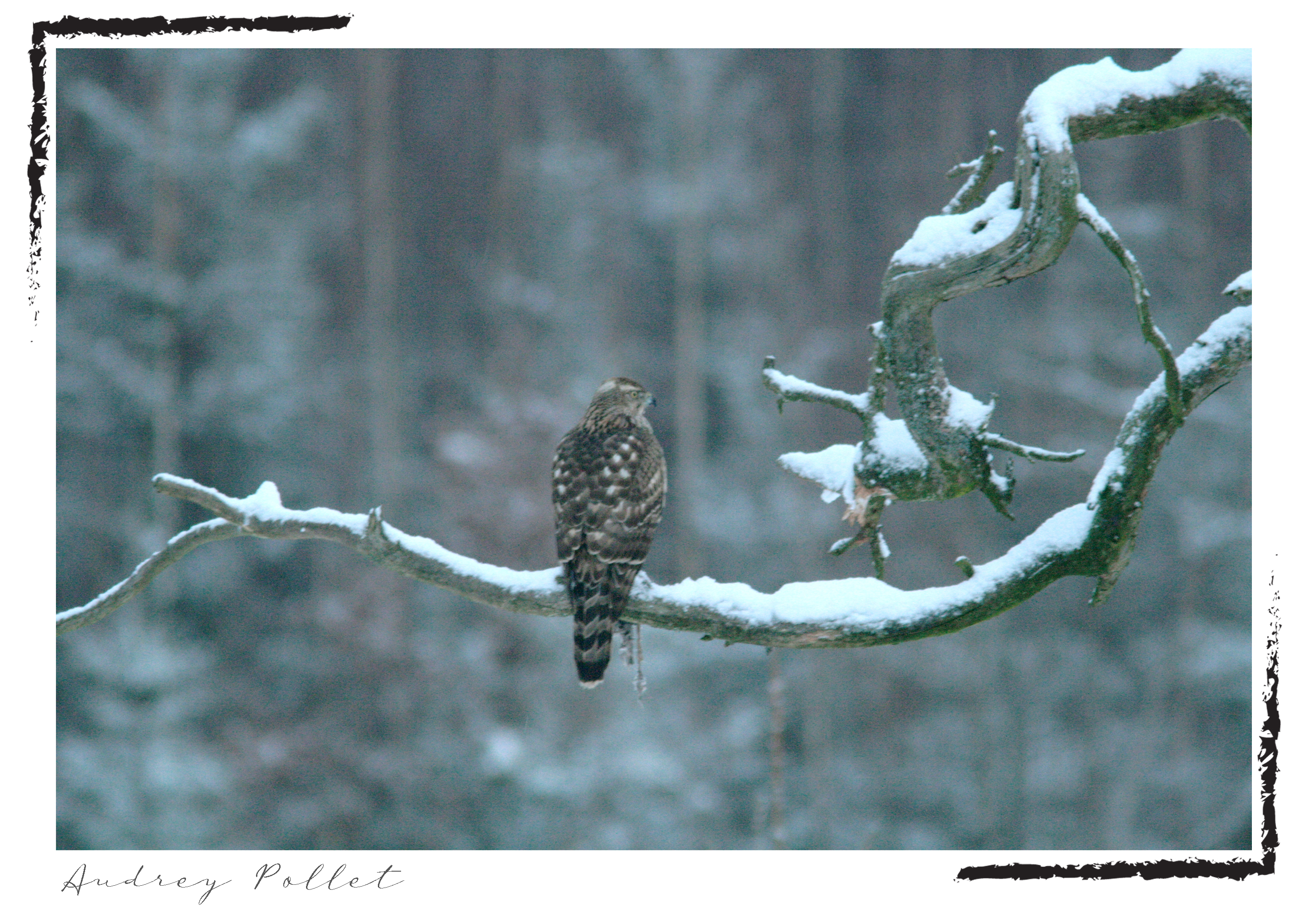 faucon sur une branche en hiver