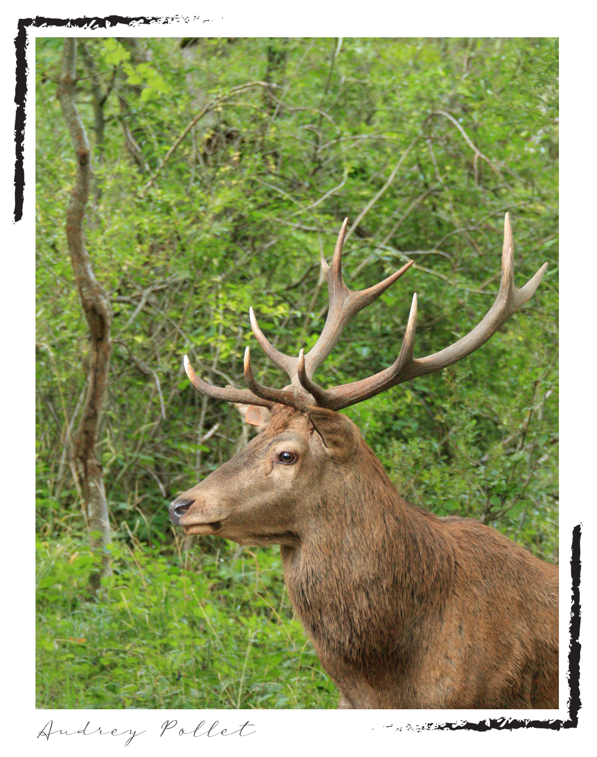 cerf en forêt