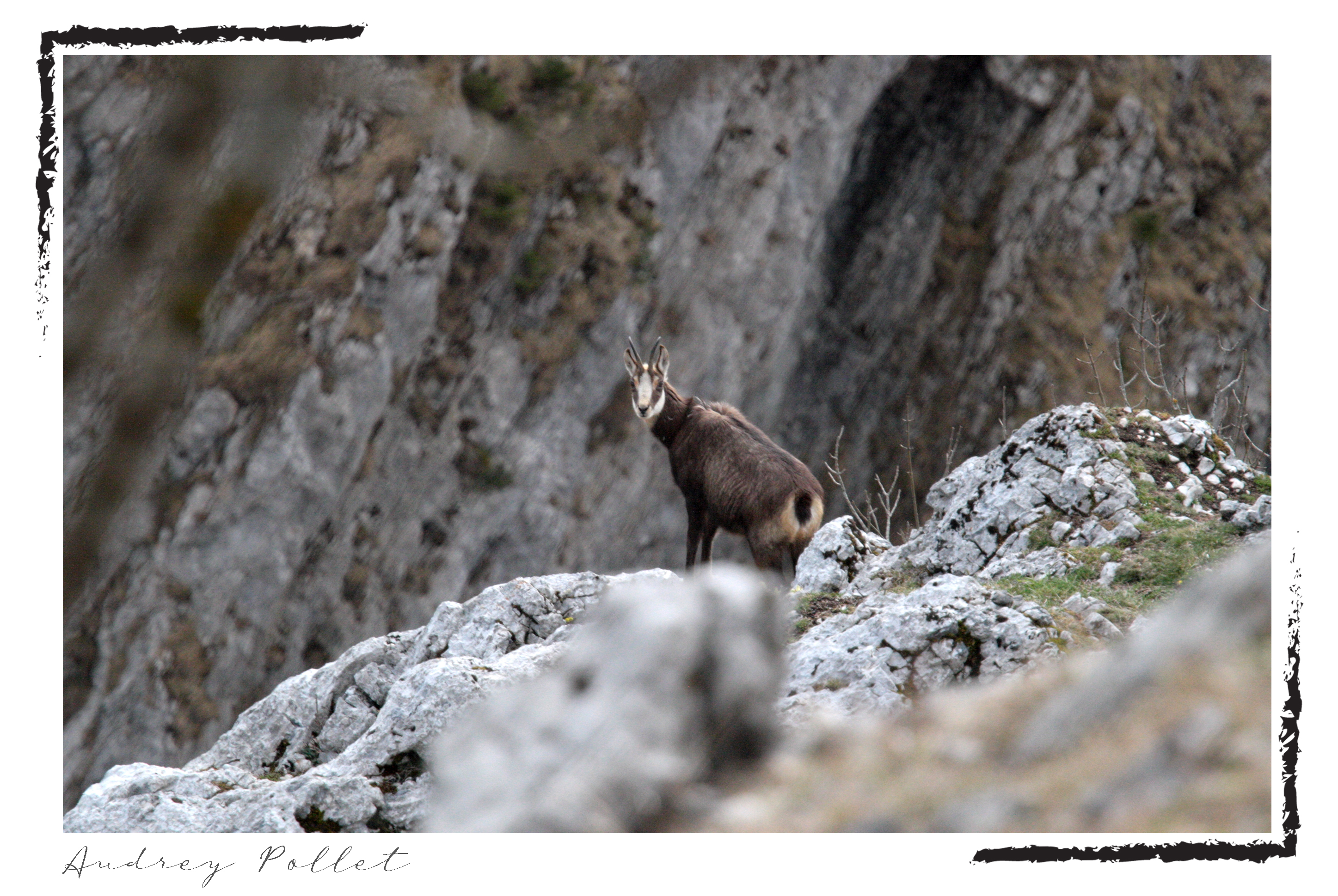 chamois sur les rochers