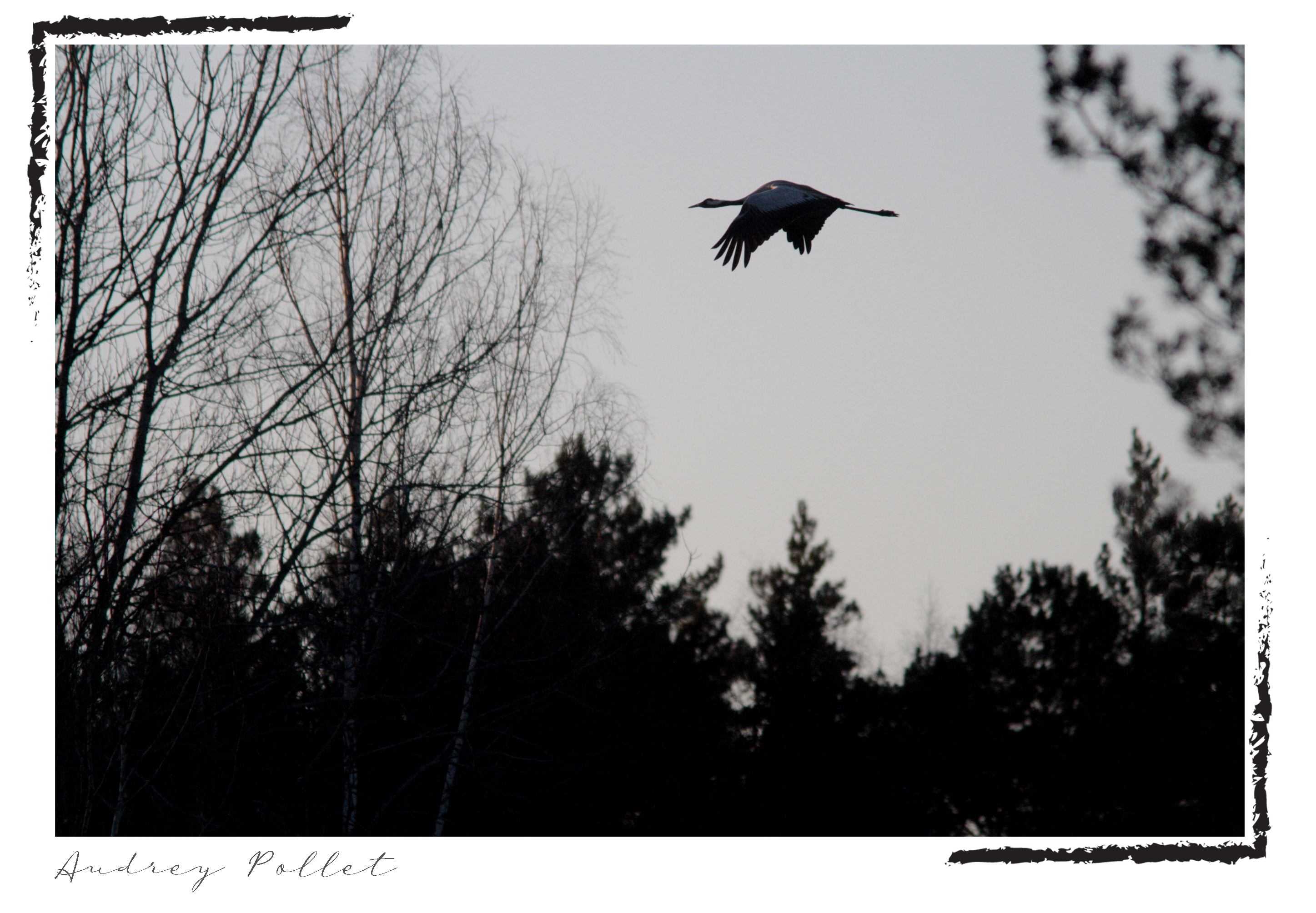 grue en plein vol