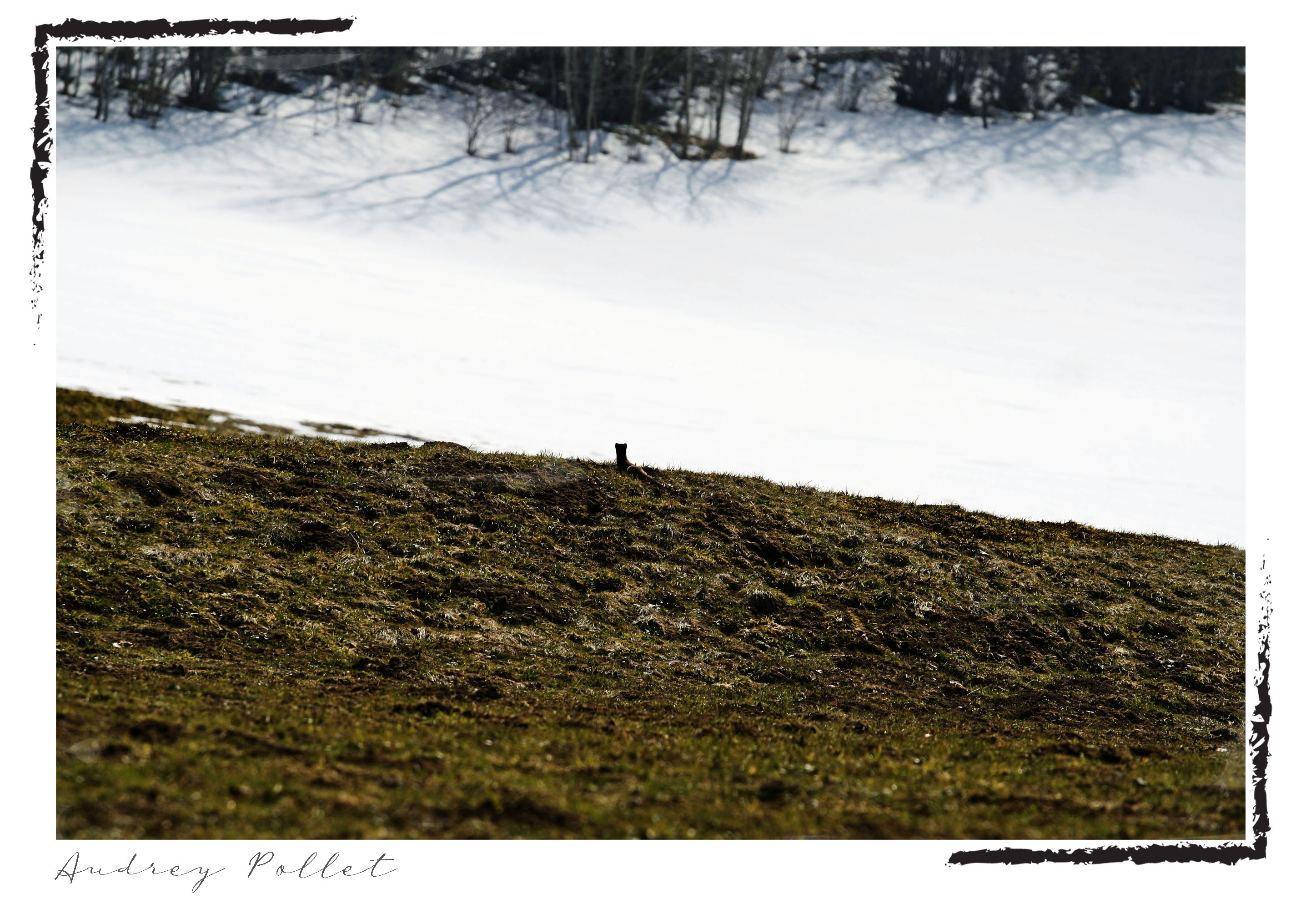 hermine dans la nature