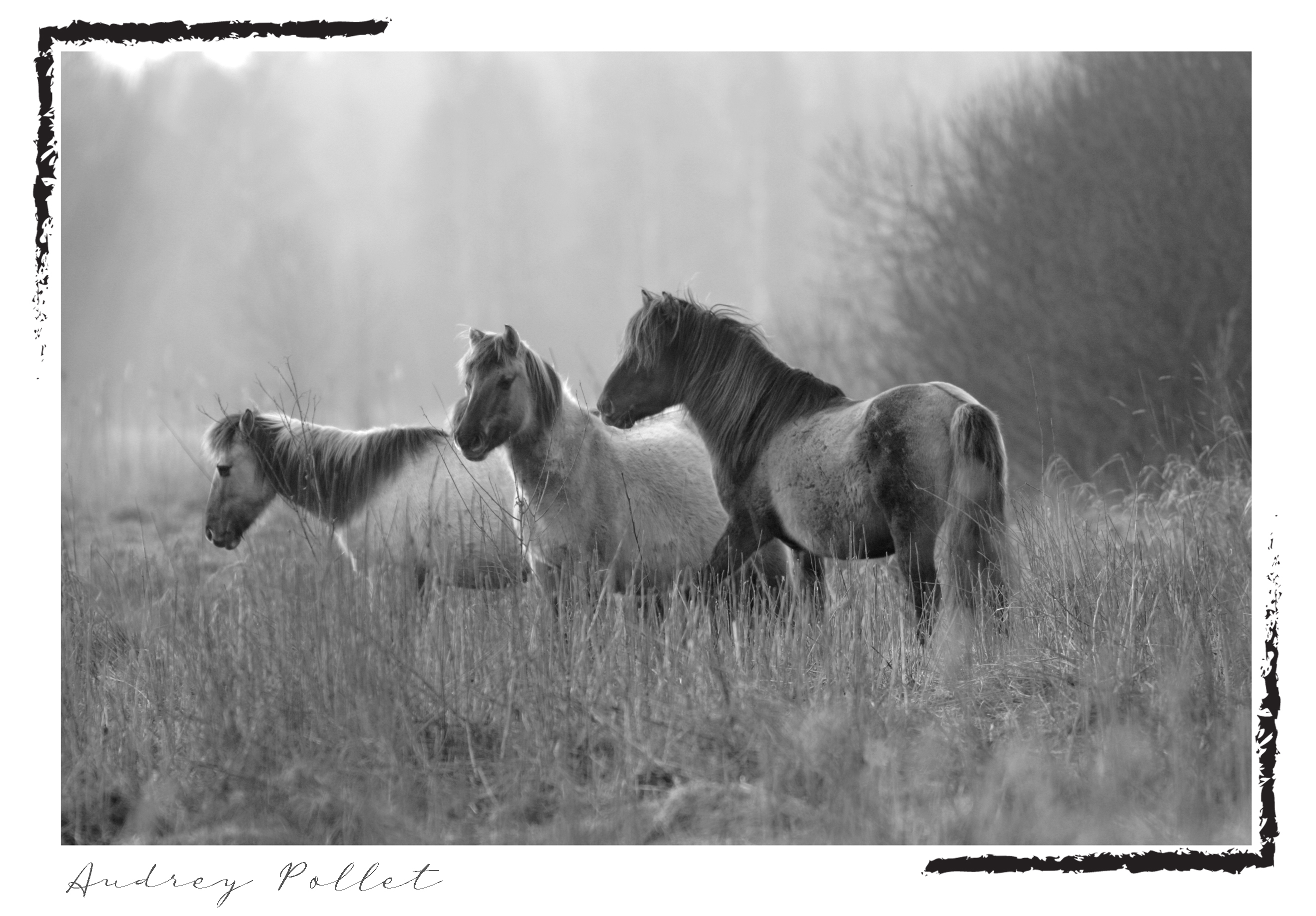 chevaux tarpans en Bielorussie